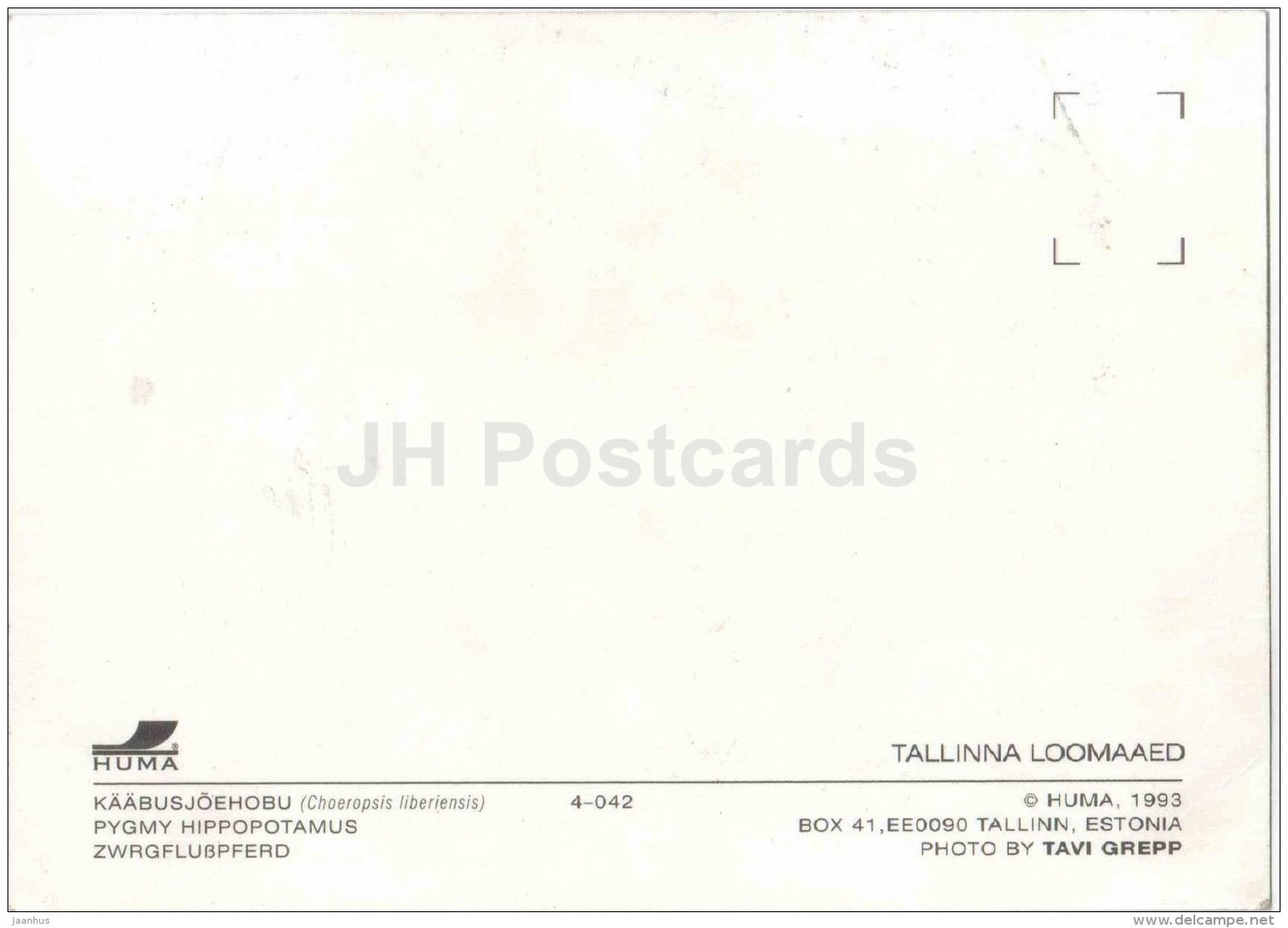 Pygmy Hippopotamus - Choeropsis liberiensis - Tallinn Zoo - 1993 - Estonia USSR - unused - JH Postcards