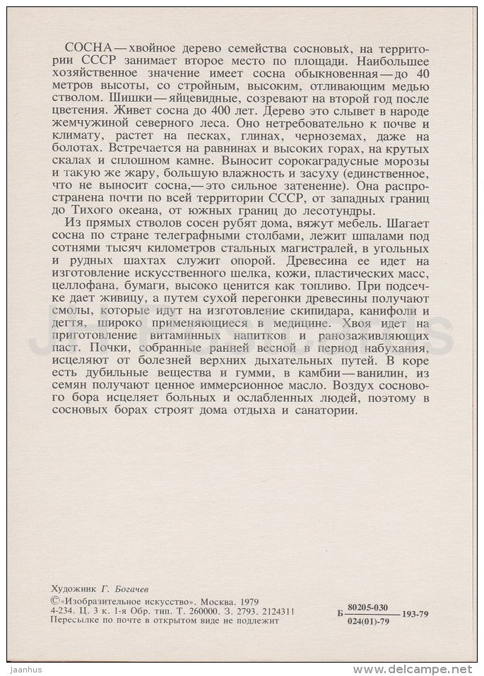 Pine tree - Pinus - Russian Forest - trees - illustration by G. Bogachev - 1979 - Russia USSR - unused - JH Postcards