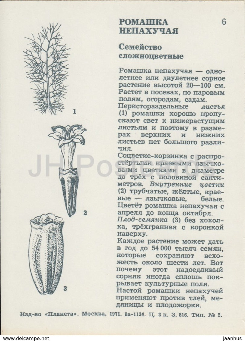 Fausse mayweed inodore - Tripleurospermum inodorum - Fleurs sauvages - 1971 - Russie URSS - inutilisé