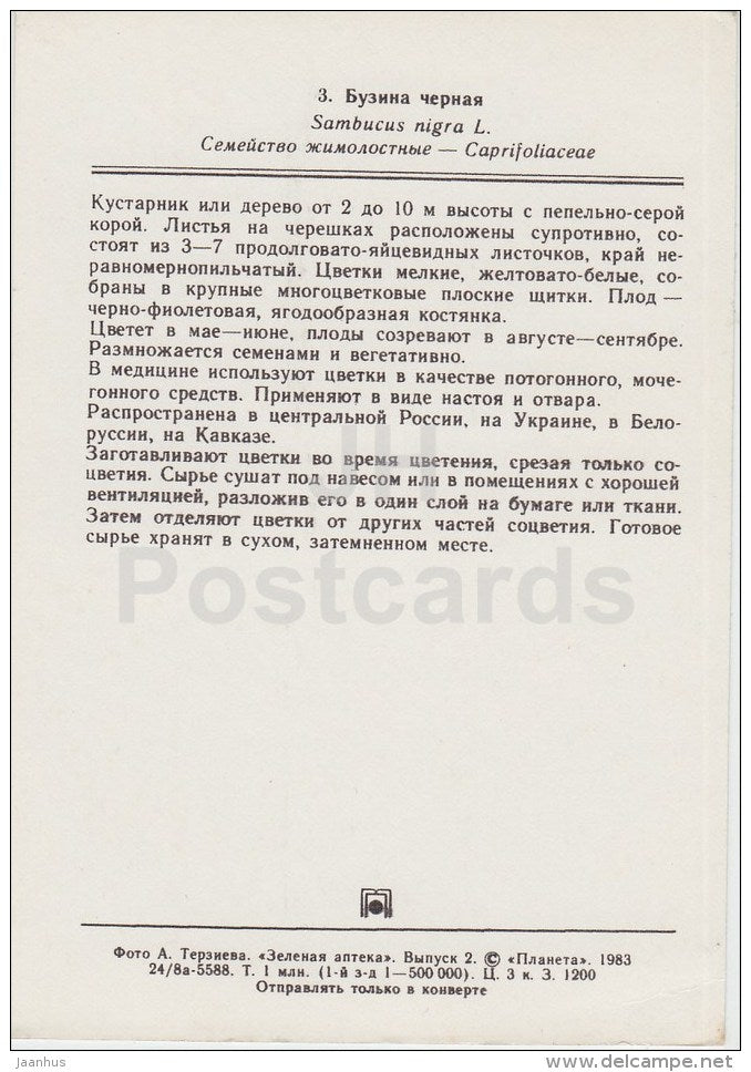 Elder - Sambucus nigra - Medicinal Plants - 1983 - Russia USSR - unused - JH Postcards