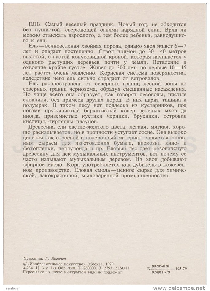 Fir Tree - Abies - Russian Forest - trees - illustration by G. Bogachev - 1979 - Russia USSR - unused - JH Postcards