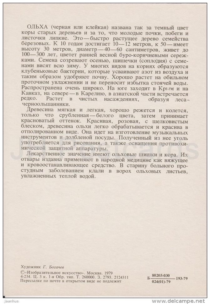 Alder - Alnus - Russian Forest - trees - illustration by G. Bogachev - 1979 - Russia USSR - unused - JH Postcards