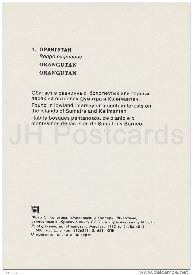 Bornean orangutan - Pongo pygmaeus - Moscow Zoo - 1982 - Russia USSR - unused - JH Postcards