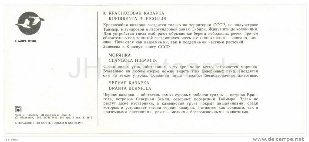 Red-breasted goose , Rufibrenta ruficollis - Long-tailed duck - Brant goose - birds - 1986 - Russia USSR - unused - JH Postcards