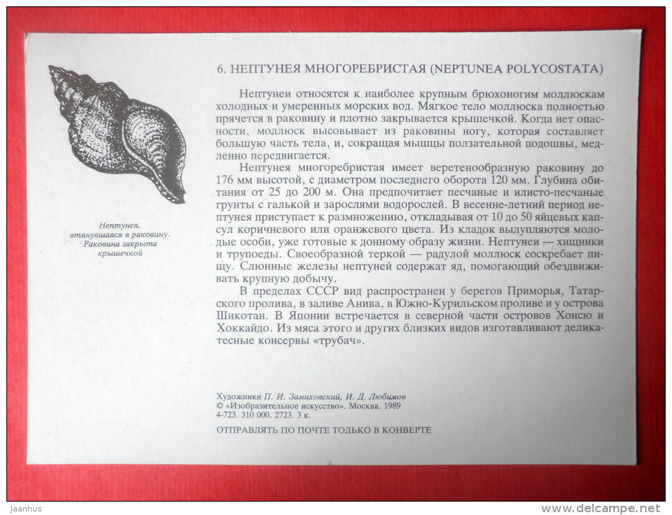 Albrecht's chiton , Neptunea polycostata - sea snail - mollusc - Sealife - 1989 - Russia USSR - unused - JH Postcards
