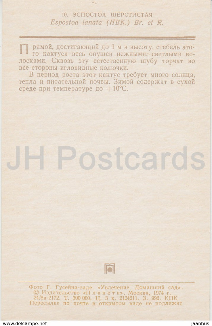 Peruvian old man cactus - Espostoa lanata - Cactus - flowers - 1974 - Russia USSR - unused