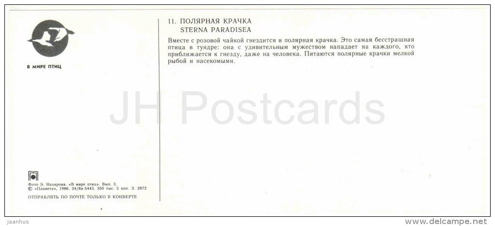 Arctic tern , Sterna paradisaea - birds - 1986 - Russia USSR - unused - JH Postcards