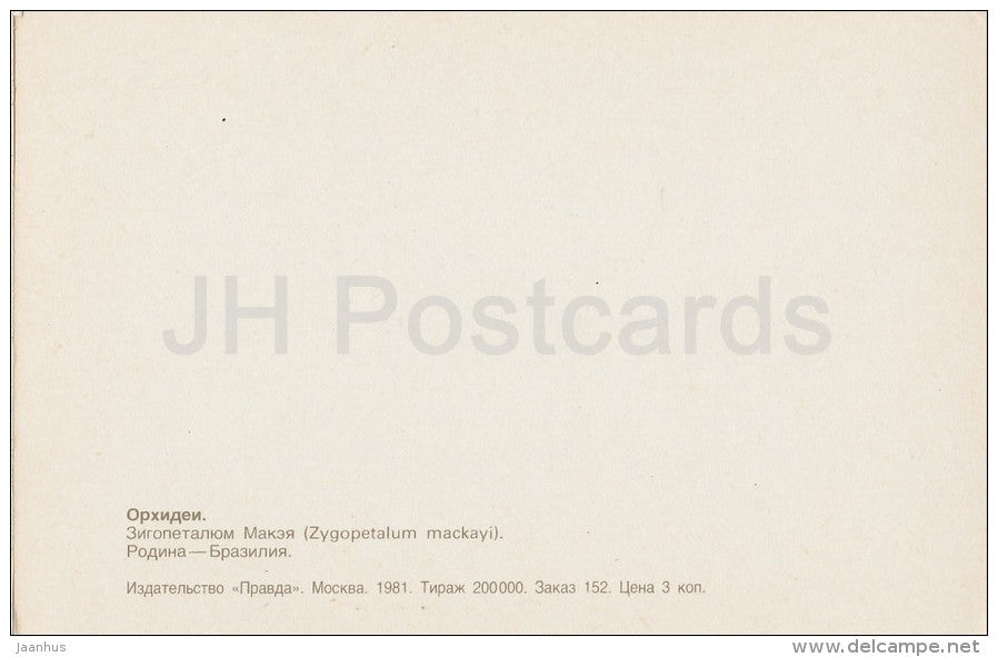 Zygopetalum mackayi - flowers - Orchid - Russia USSR - 1981 - unused - JH Postcards