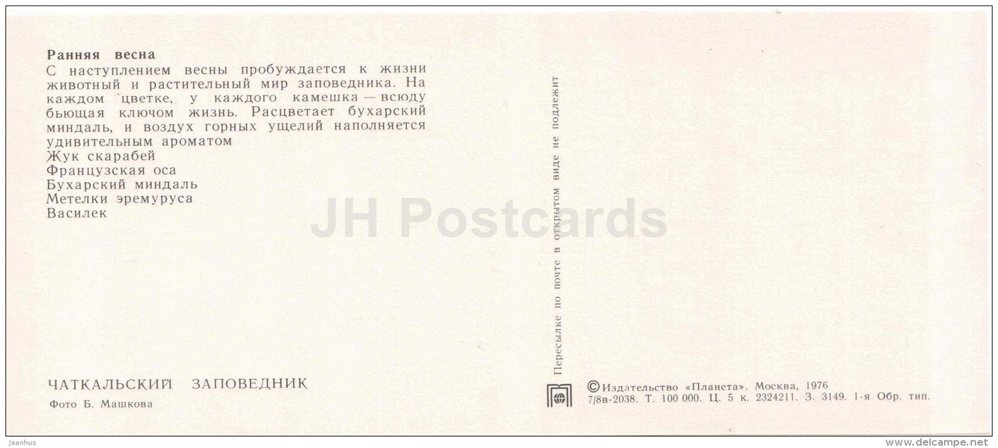 scarabeus - wasp - Bukhara almonds - cornflower - spring - Chatkalsky National Park - 1976 - Uzbekistan USSR - unused - JH Postcards
