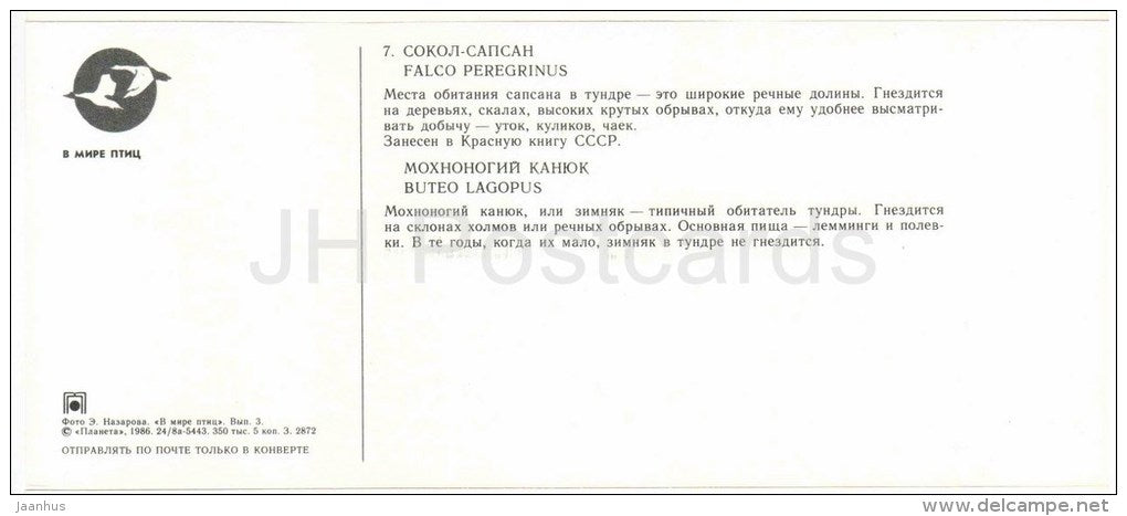 Peregrine falcon , Falco peregrinus - Rough-legged buzzard , Buteo lagopus - birds - 1986 - Russia USSR - unused - JH Postcards