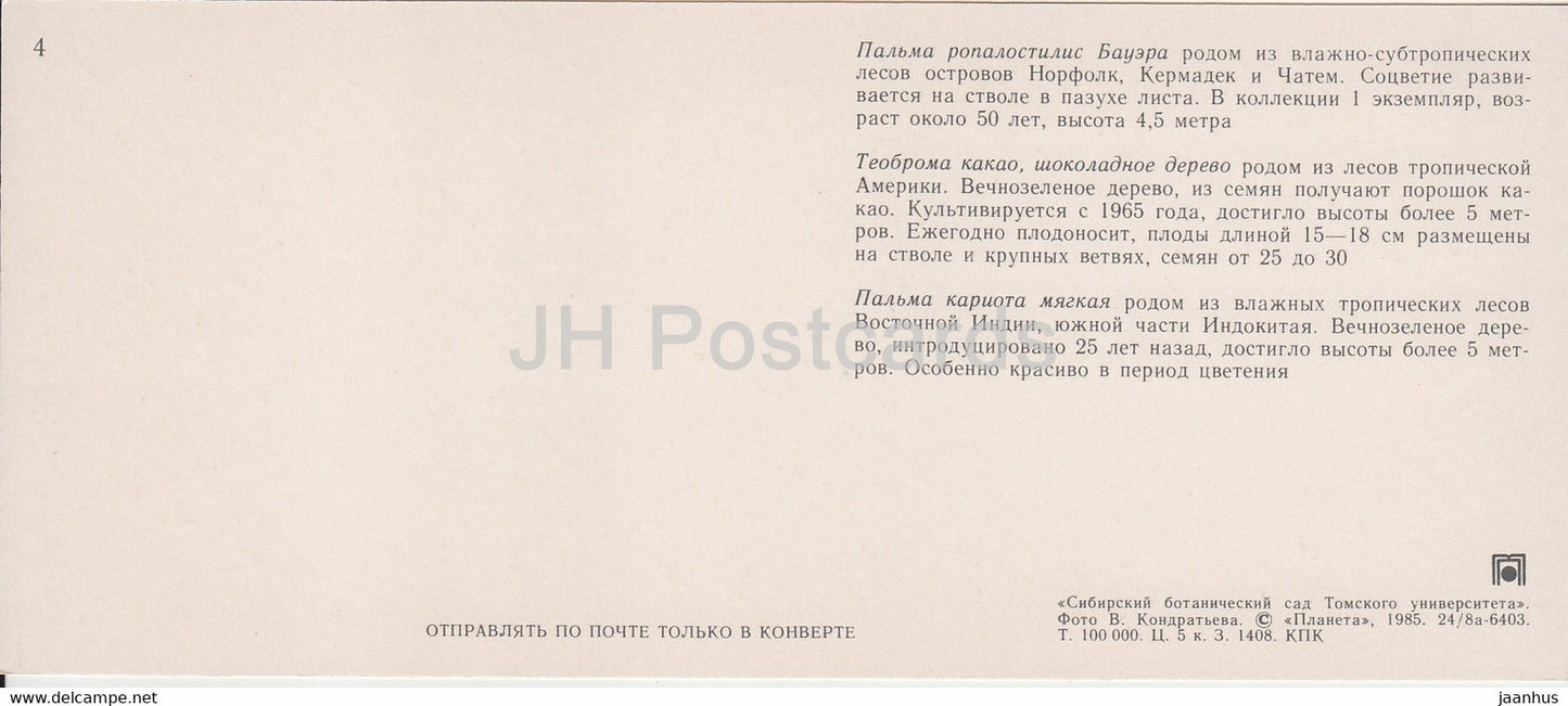 Nikau Palm - Cacao Tree - Caryota - Jardin botanique sibérien - 1985 - Russie URSS - inutilisé