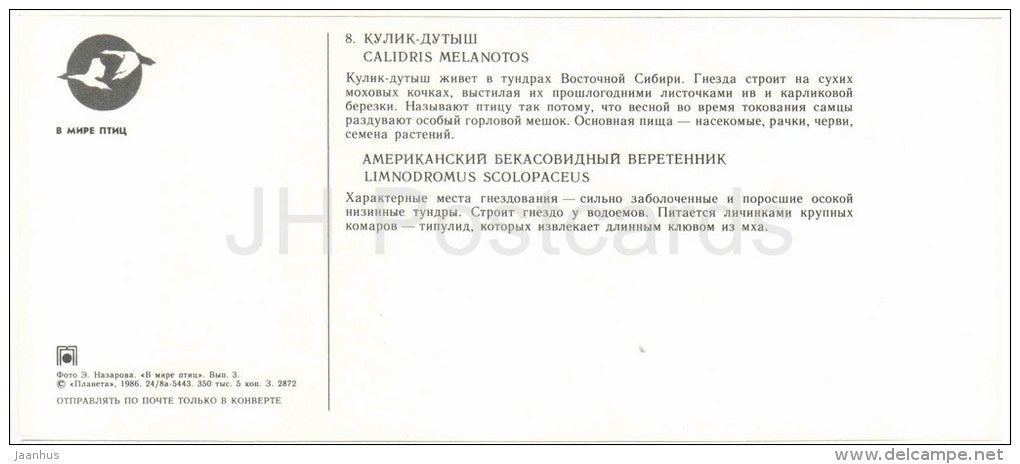 Long-billed dowitcher , Limnodromus scolopaceus - Pectoral sandpiper - birds - 1986 - Russia USSR - unused - JH Postcards