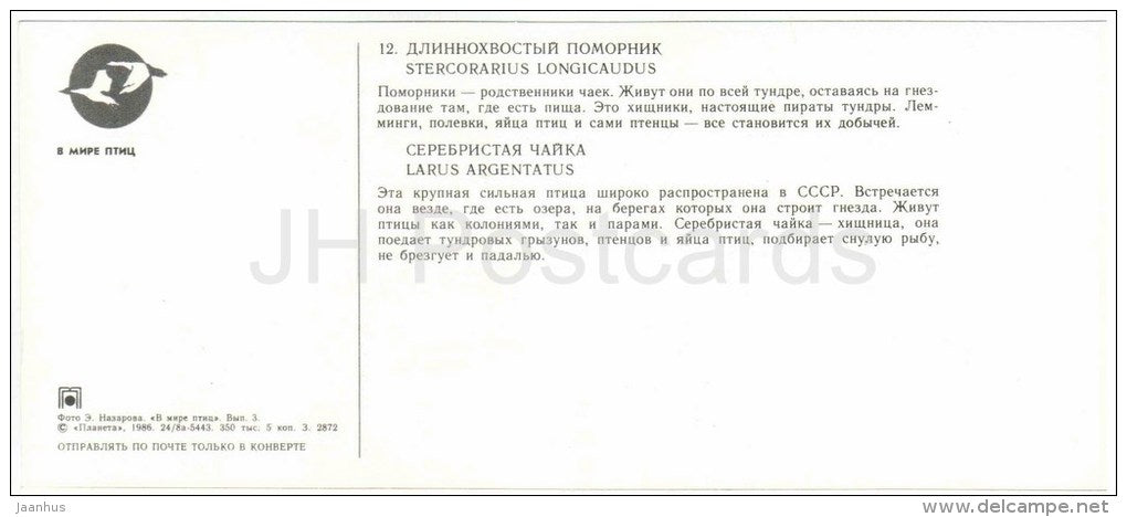 Long-tailed jaeger , Stercorarius longicaudus - European herring gull - birds - 1986 - Russia USSR - unused - JH Postcards