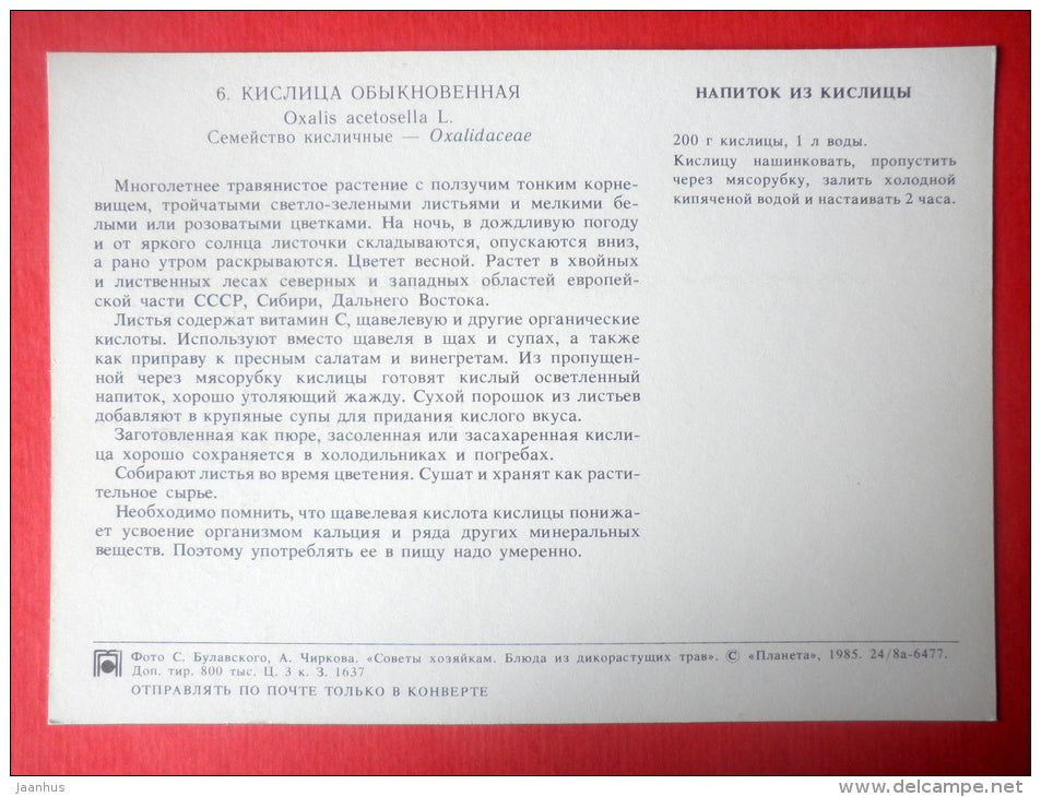 Wood Sorrel , Oxalis acetosella - wood sorrel drink - Dishes of Wild Herbs - 1985 - Russia USSR - unused - JH Postcards