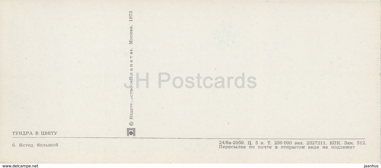 Polygala - plants - Tundra in bloom - 1973 - Russia USSR - unused