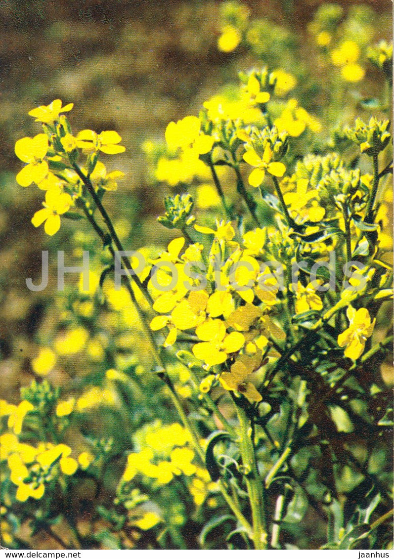 Diffuse Wallflowers - Erysimum diffusum - Medicinal Plants - 1980 - Russia USSR - unused - JH Postcards