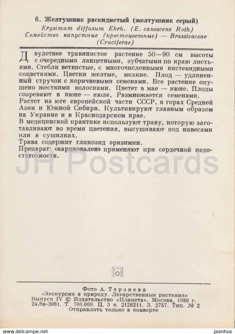Diffuse Wallflowers - Erysimum diffusum - Medicinal Plants - 1980 - Russia USSR - unused
