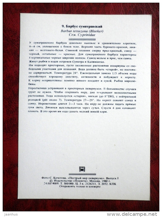 Tiger barb - Puntius tetrazona - aquarium fishes - 1980 - Russia USSR - unused - JH Postcards