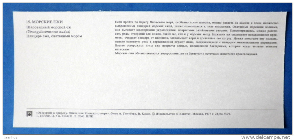 Sea Urchin , Strongylocentrotus nudus - Japanese sea - 1977 - Russia USSR - unused - JH Postcards