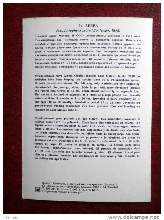 Zebra Mbuna - Pseudotropheus zebra- aquarium fishes - 1982 - Russia USSR - unused - JH Postcards