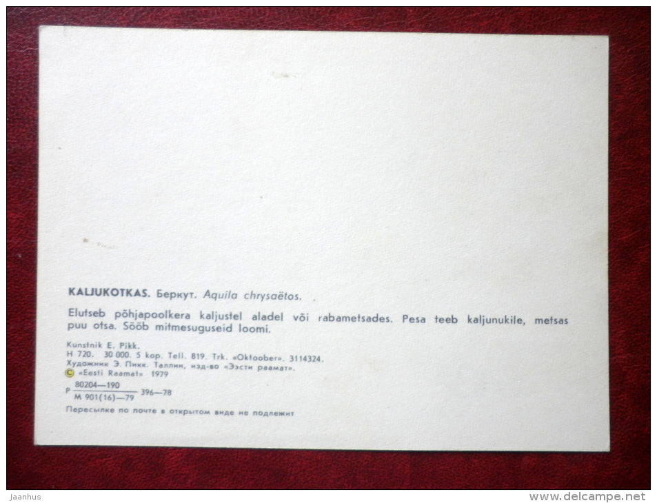 Golden Eagle - Aquila chrysaetos - illustration by E. Pikk - birds - 1979 - Estonia USSR - unused - JH Postcards