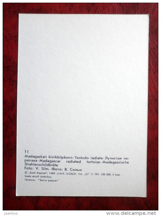 Radiated tortoise - Testudo radiata - turtles - animals - Tallinn Zoo - 1989 - Estonia - USSR - unused - JH Postcards