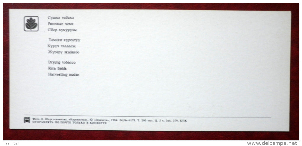 drying tobacco - rice fields - harvesting maize - 1984 - Kyrgystan USSR - unused - JH Postcards