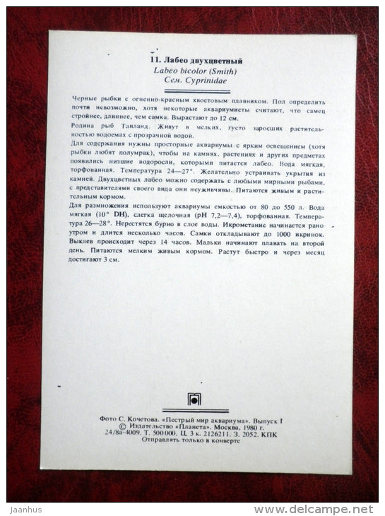 Red-tailed black shark - Epalzeorhynchos bicolor - aquarium fishes - 1980 - Russia USSR - unused - JH Postcards