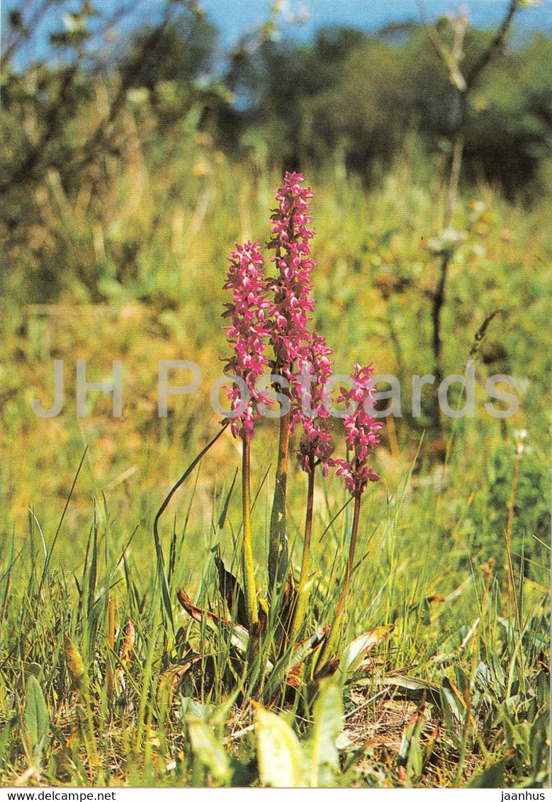 Early purple orchid - Orchis mascula - Geschutzte Pflanzen - Protected plants - DDR Germany - unused - JH Postcards