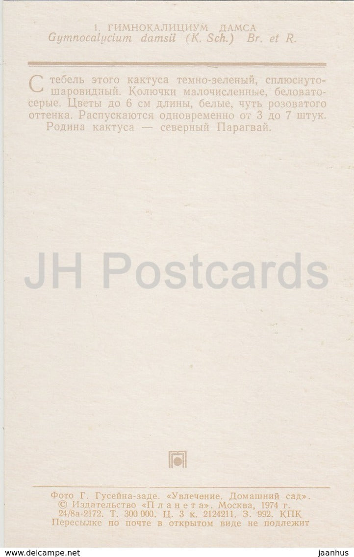 Gymnocalycium anisitsii - cactus - flowers - 1974 - Russia USSR - unused