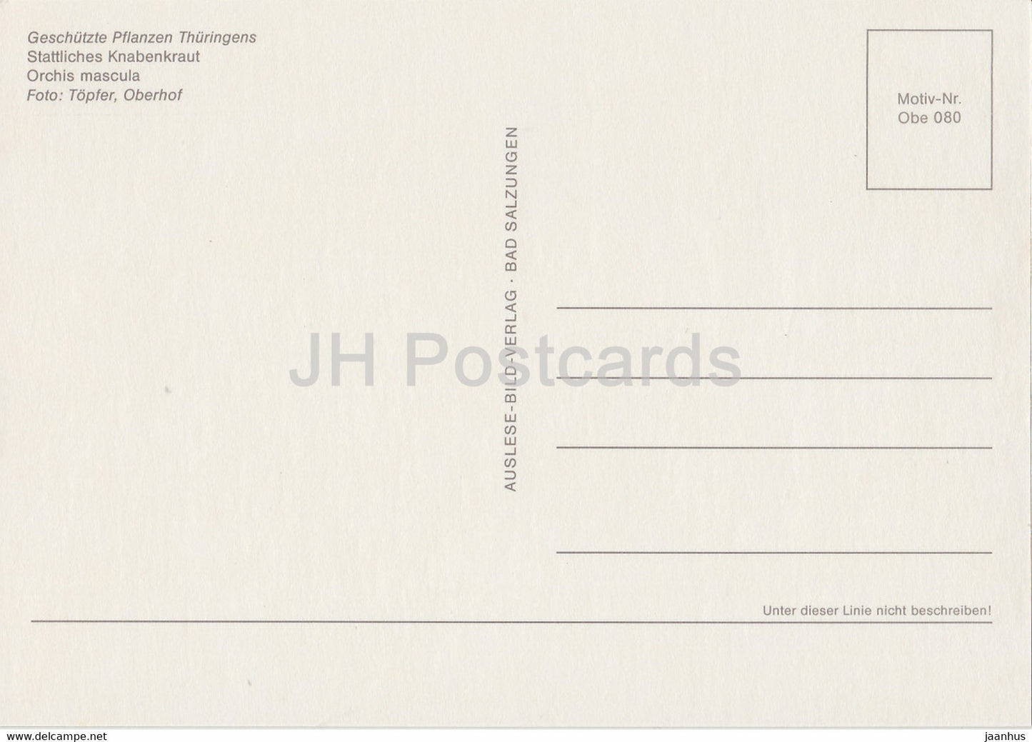 Early purple orchid - Orchis mascula - Geschutzte Pflanzen - Protected plants - DDR Germany - unused