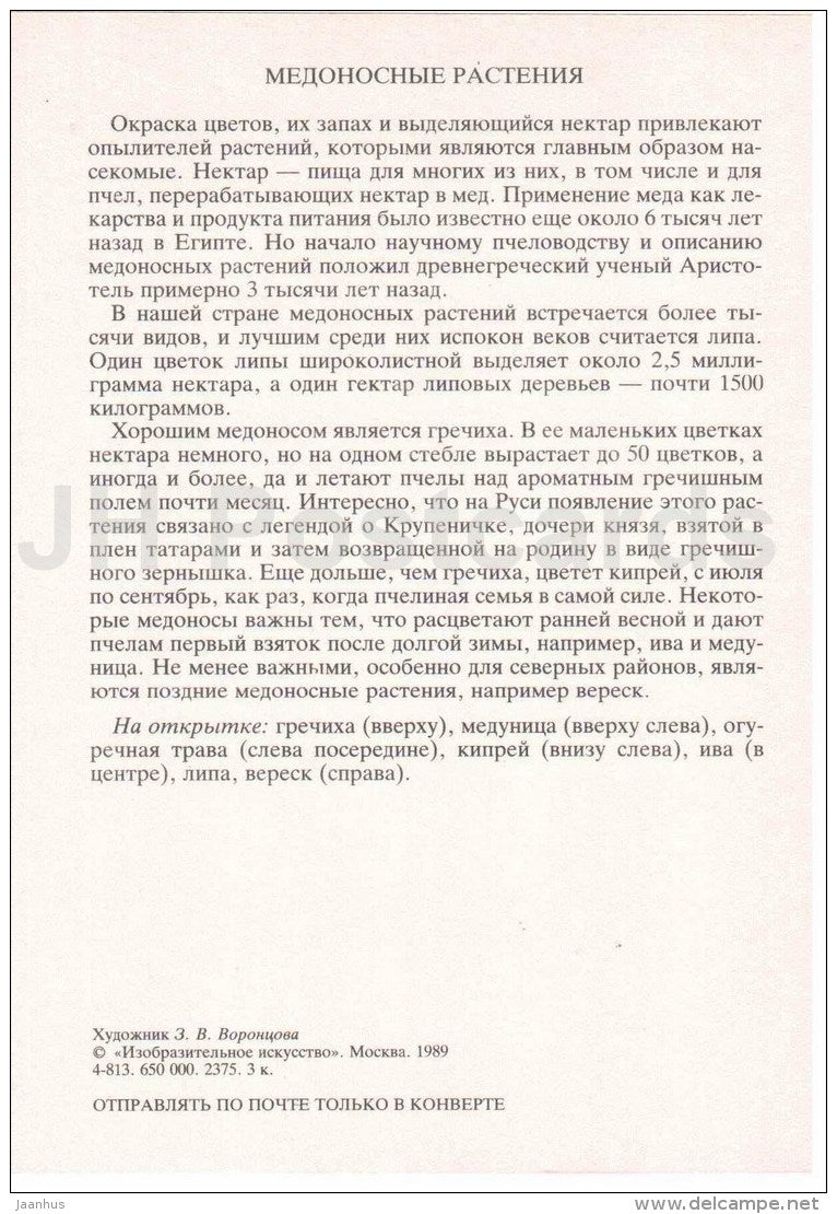 blooming sally - borage - lungwort - buckwheat - Honey Plants - Amazing Plants - 1989 - Russia USSR - unused - JH Postcards