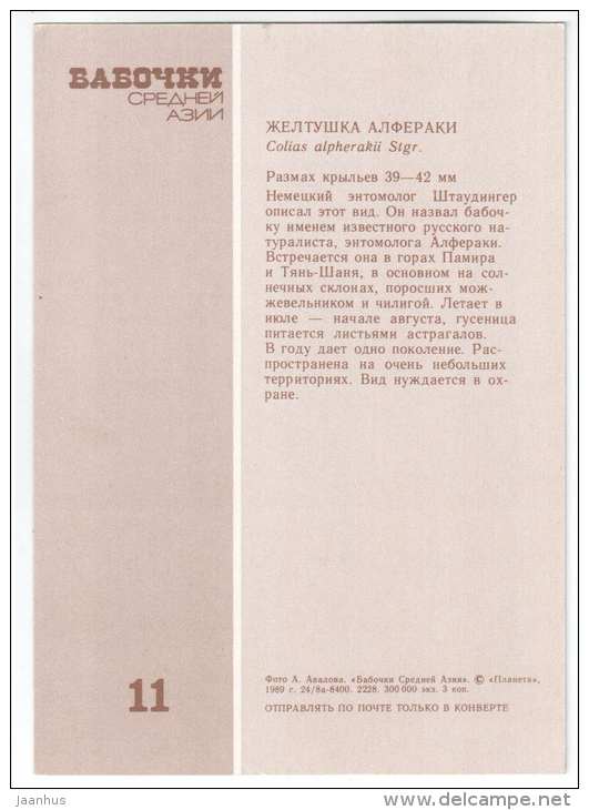 Colias alpherakii - butterfly - Central Asia butterflies - 1989 - Russia USSR - unused - JH Postcards