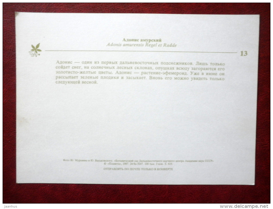 Adonis - Adonis amurensis - plants - 1987 - Russia USSR - unused - JH Postcards