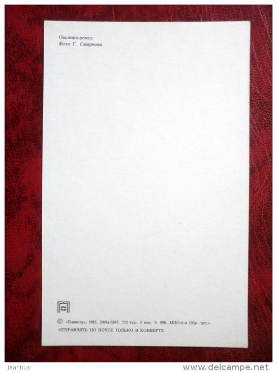 Rustic Bunting - Emberiza rustica - birds - 1985 - Russia - USSR - unused - JH Postcards