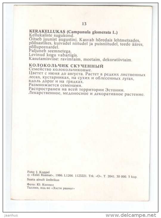 Clustered Bellflower - Campanula glomerata - Spring Flowers - 1986 - Estonia USSR - unused - JH Postcards