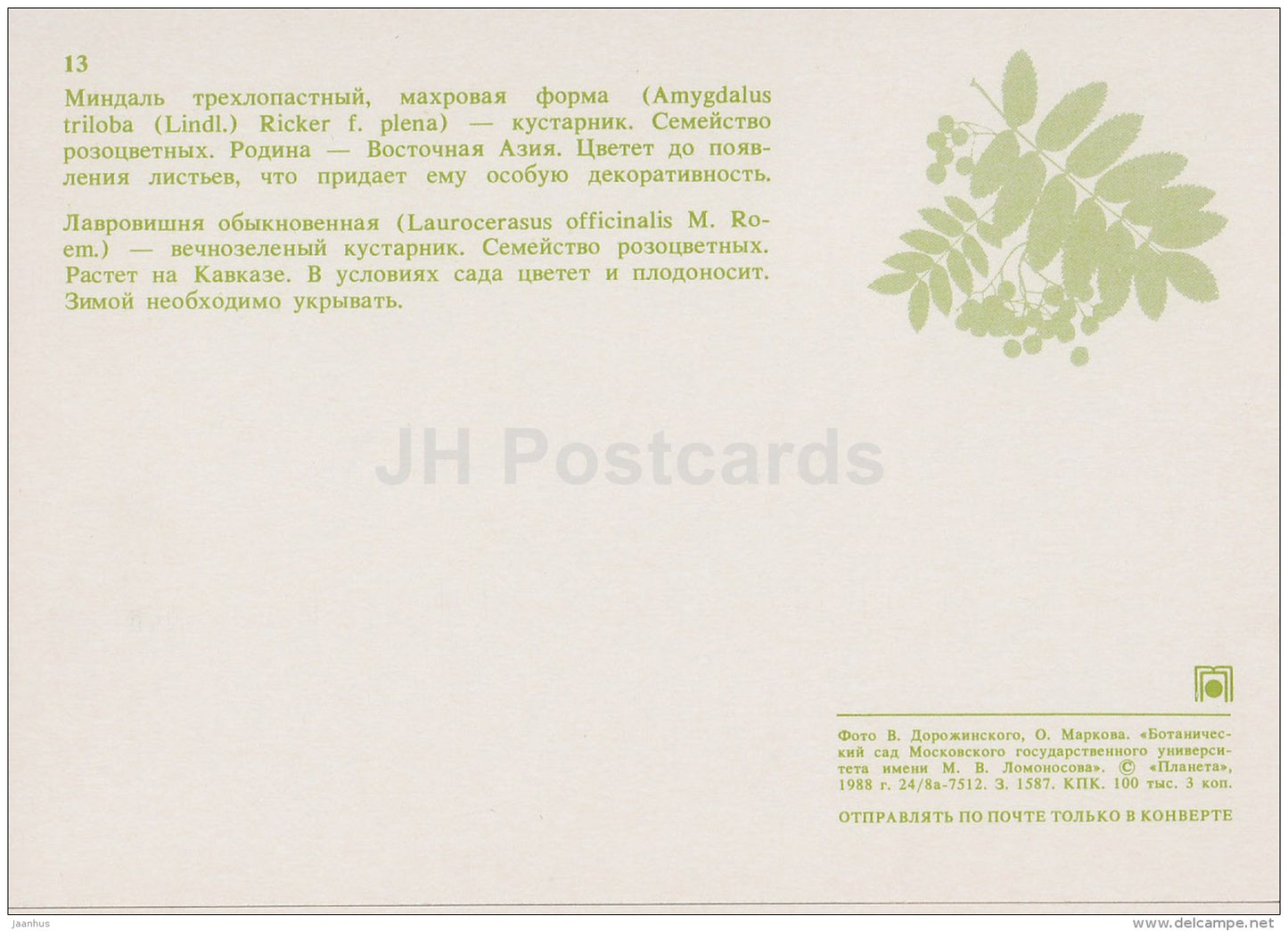 Amygdalus triloba , Floering Almond - Laurocerasus officinalis - Moscow Botanical Garden - 1988 - Russia USSR - unused - JH Postcards
