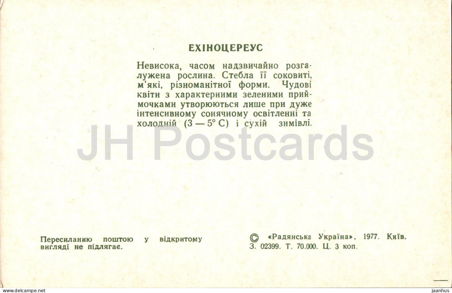 Echinocereus - cacti - cactus - flowers - 1977 - Ukraine USSR - unused