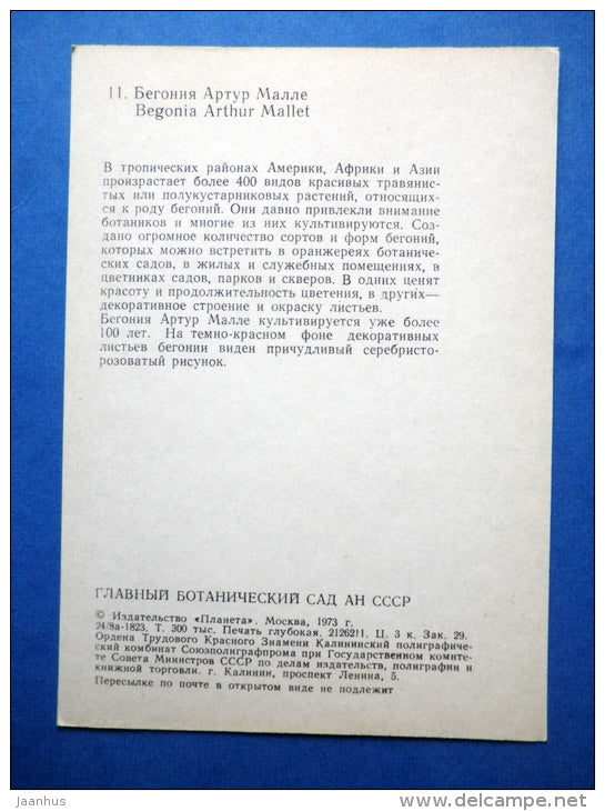 Begonia Arthur Mallet - flowers - Botanical Garden of the USSR - 1973 - Russia USSR - JH Postcards