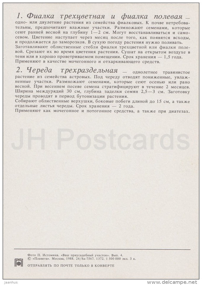 Heartsease , Viola tricolor - Three-lobe beggartick - Medicinal Plants - Herbs - 1988 - Russia USSR - unused - JH Postcards
