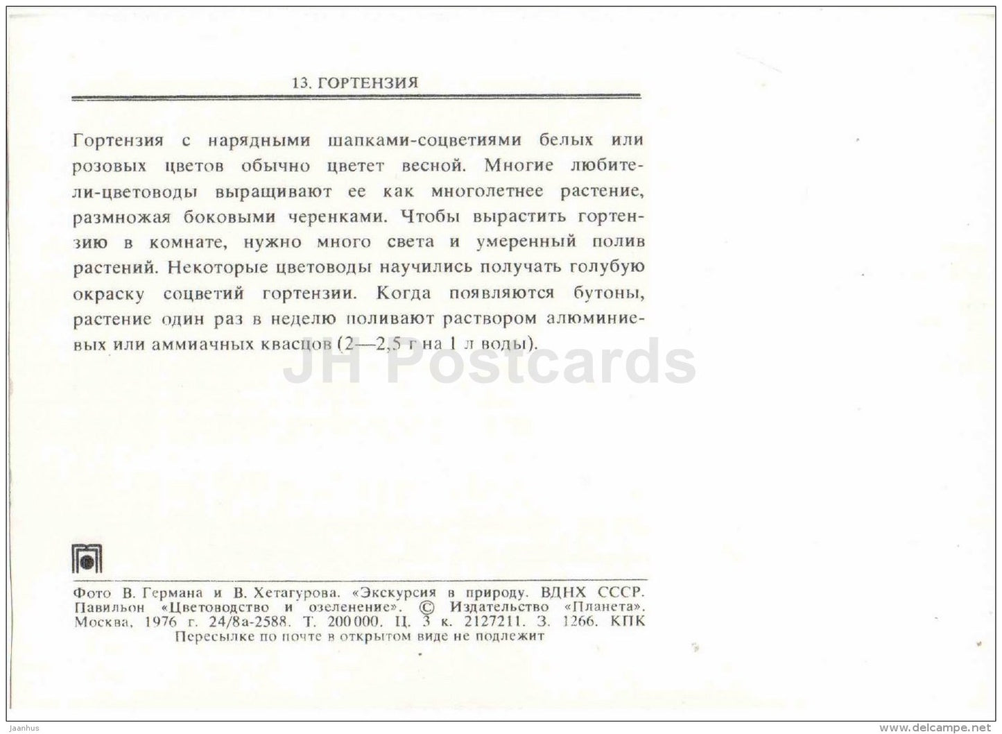 Hydrangea - flowers - floriculture and gardening pavilion - 1976 - Russia USSR - unused - JH Postcards