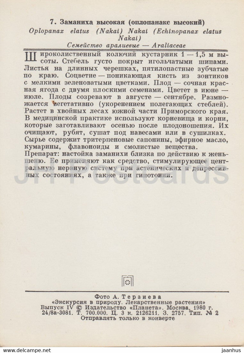 Nakai - Oplopanax elatus - Plantes médicinales - 1980 - Russie URSS - inutilisé