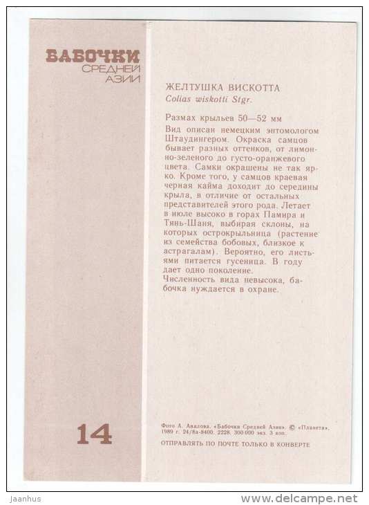 Colias wiscotti - butterfly - Central Asia butterflies - 1989 - Russia USSR - unused - JH Postcards