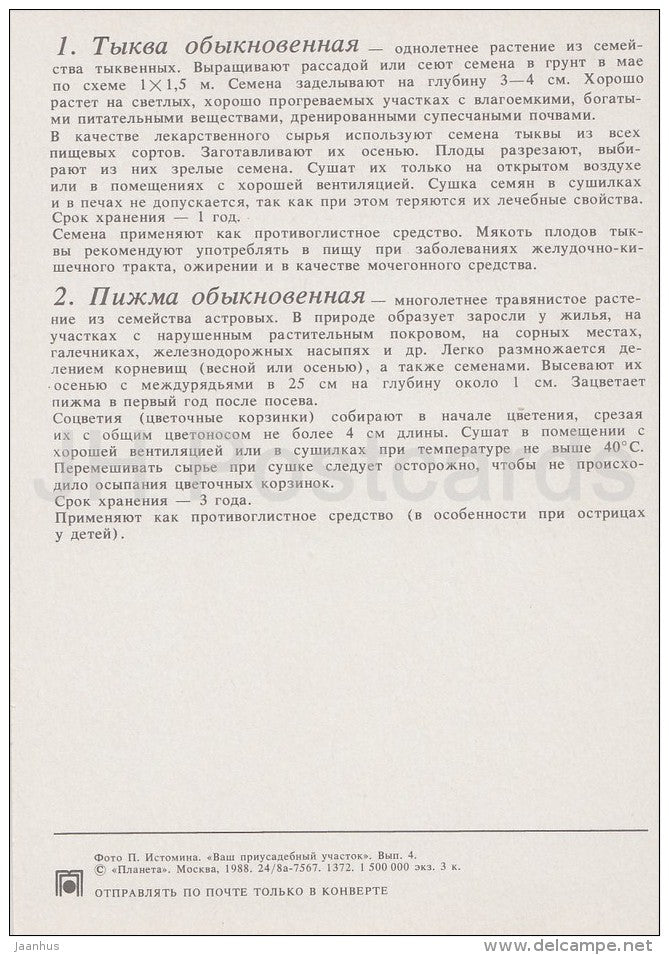 Field pumpkin , Cucurbita pepo - Tansy , Tanacetum vulgare - Medicinal Plants - Herbs - 1988 - Russia USSR - unused - JH Postcards