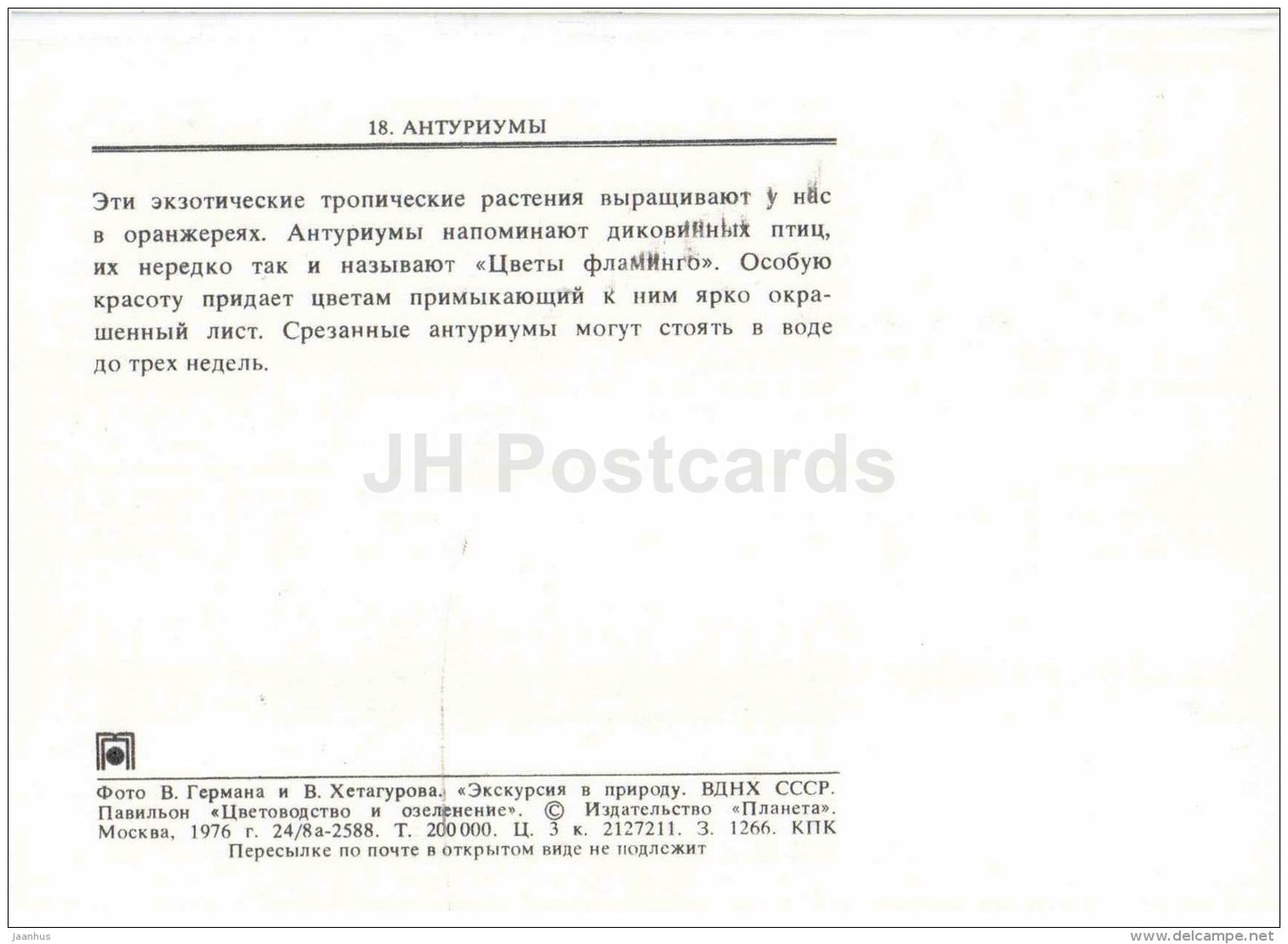 Laceleaf - Anthurium - flowers - floriculture and gardening pavilion - 1976 - Russia USSR - unused - JH Postcards