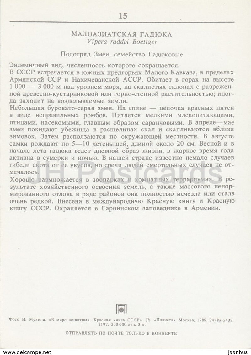Armenian viper - Vipera raddei - snake - Reptiles - animals - 1989 - Russia USSR - unused - JH Postcards