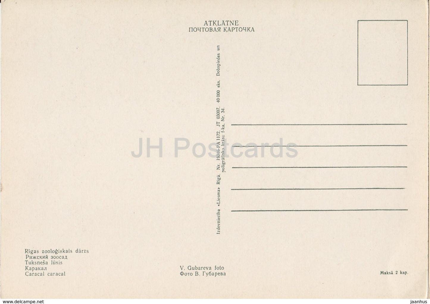 Caracal - Riga Zoo - old postcard - Latvia USSR - unused