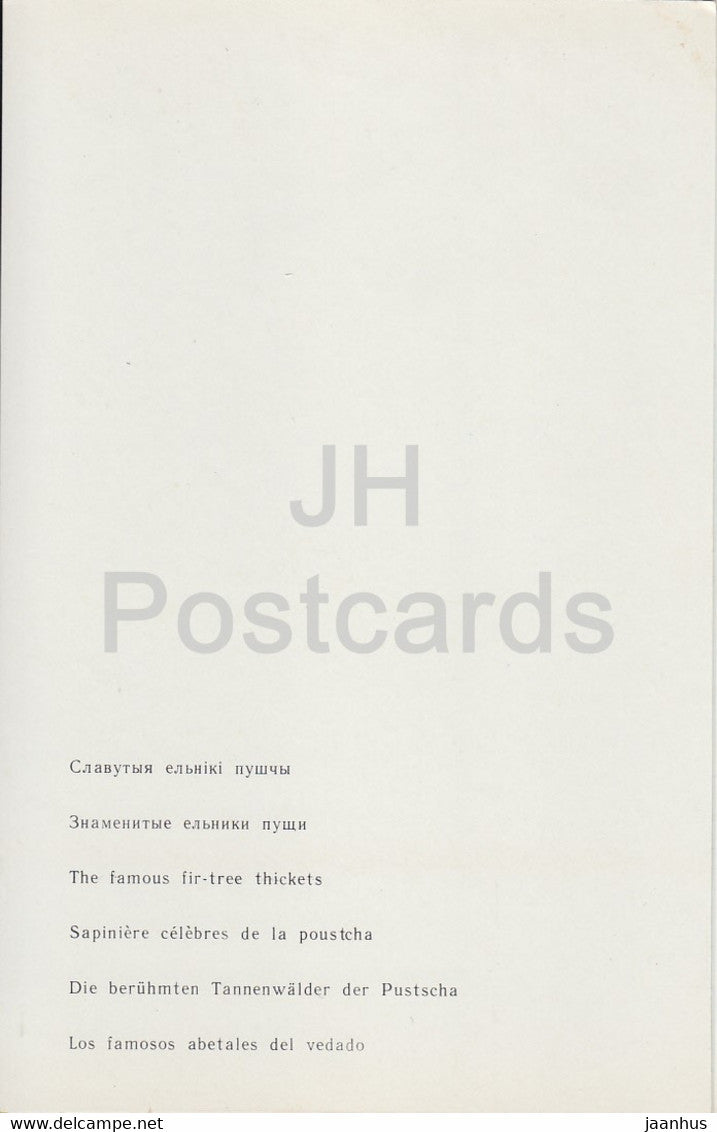 Parc national Belovezhskaya Pushcha - les célèbres fourrés de sapins - 1981 - Berarus URSS - inutilisé