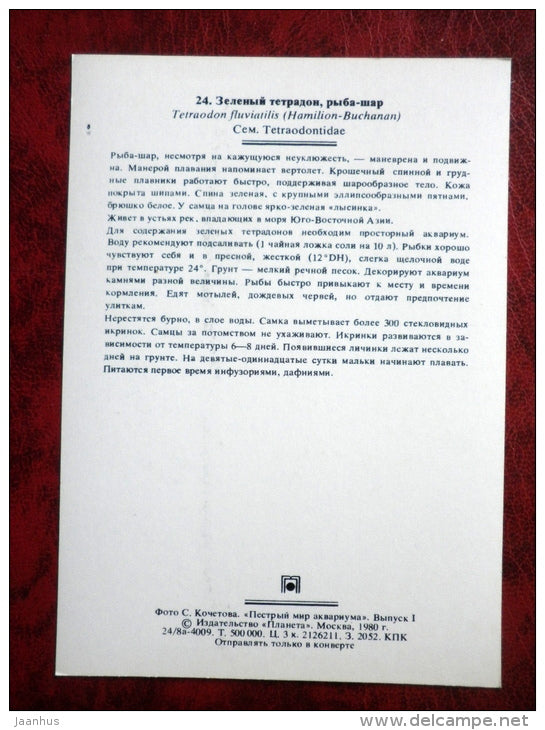Green pufferfish - Tetraodon fluviatilis - aquarium fishes - 1980 - Russia USSR - unused - JH Postcards