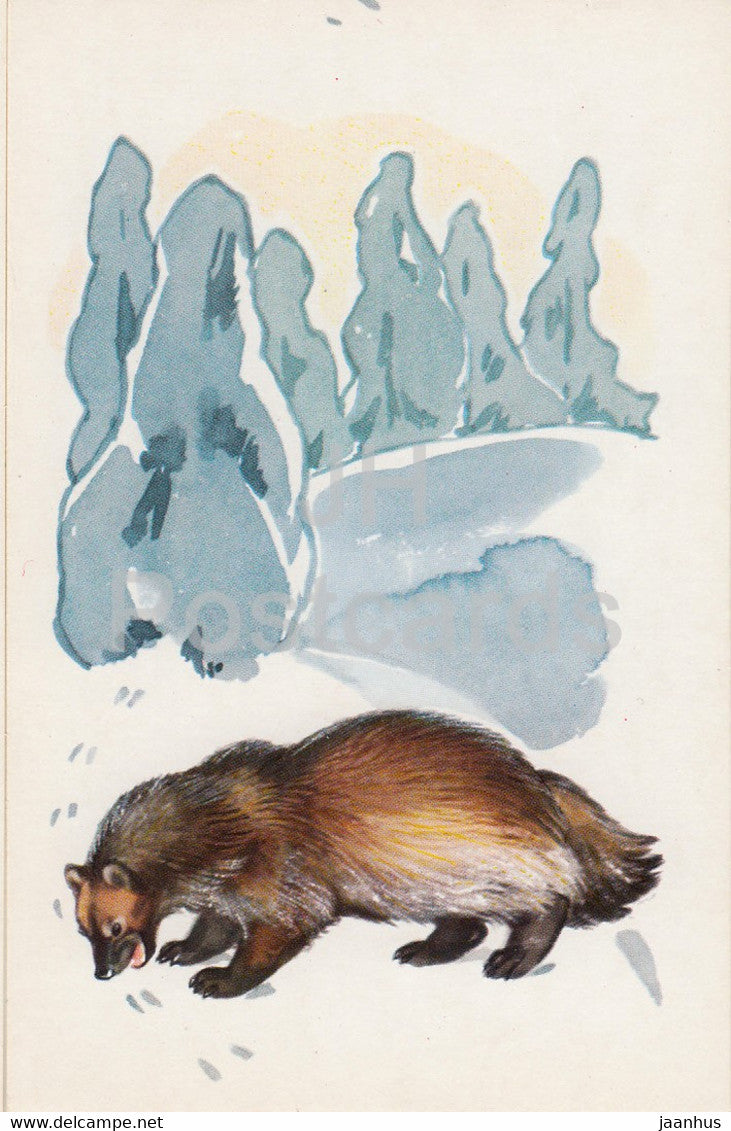 Wolverine - Gulo gulo - illustration - Polar Animals - 1972 - Russia USSR - unused - JH Postcards